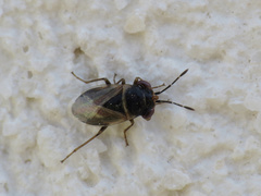 Geocoris pallidipennis