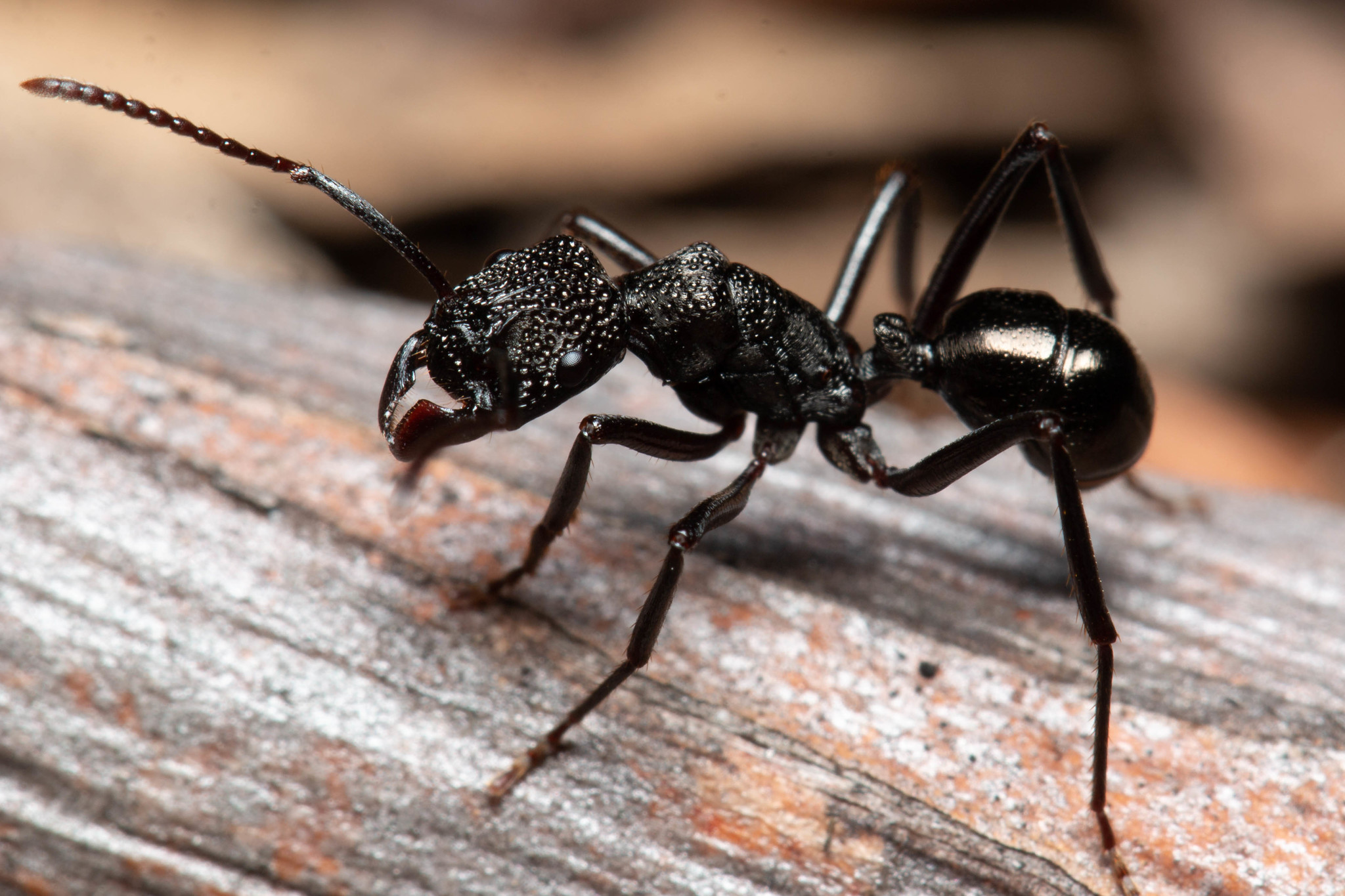 Rhytidoponera nodifera