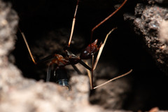 Leptomyrmex rothneyi