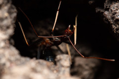 Leptomyrmex rothneyi