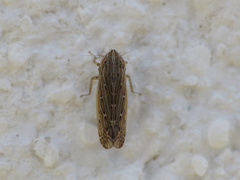 Arocephalus longiceps