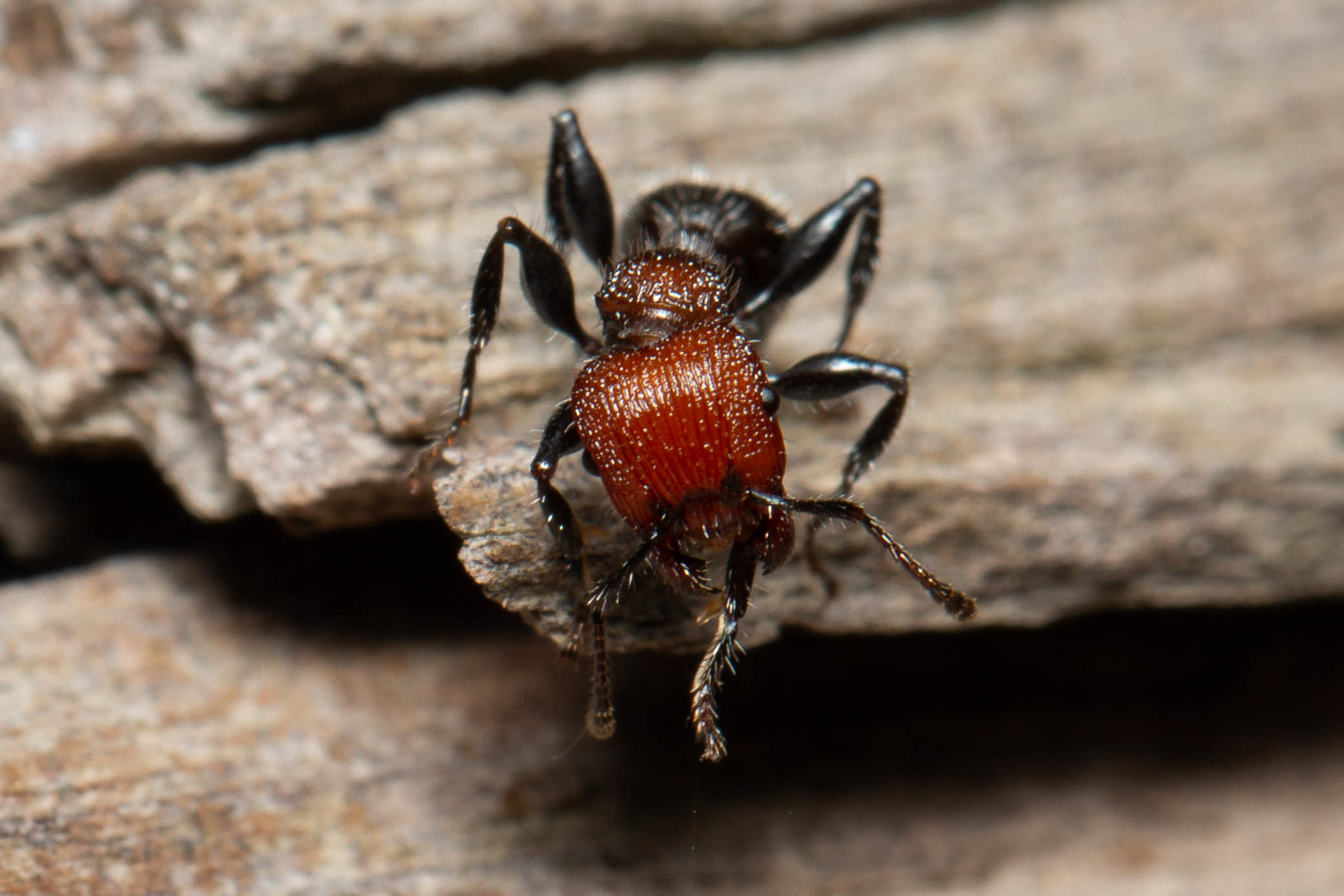 Podomyrma micans