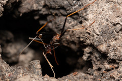 Leptomyrmex rothneyi