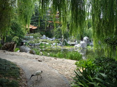 Threskiornis molucca