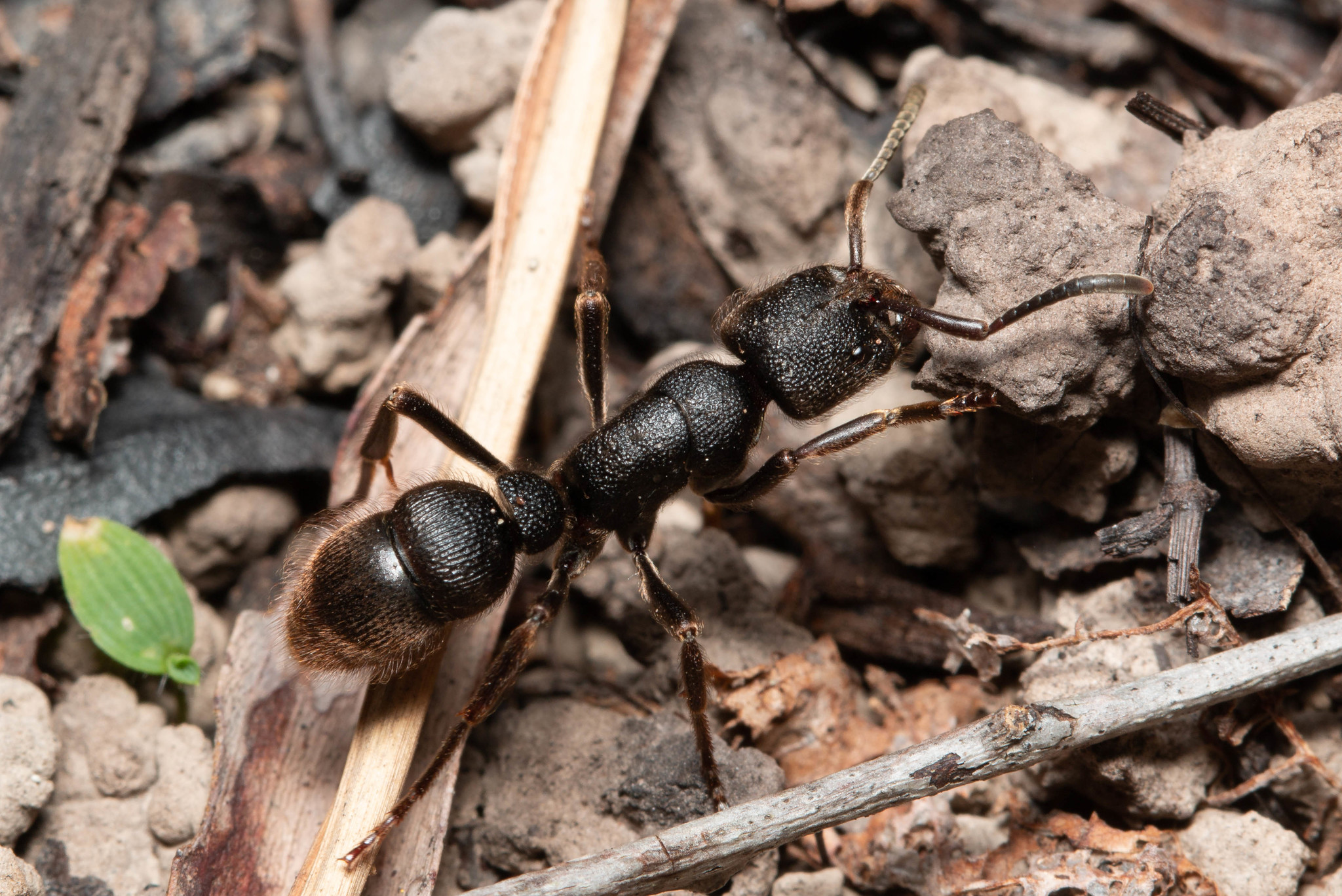 Pseudoneoponera