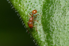 Tetramorium simillimum