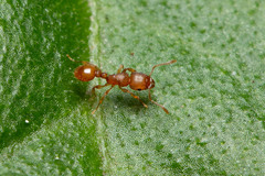 Tetramorium simillimum