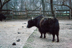 Bos mutus