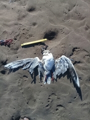 Chroicocephalus maculipennis