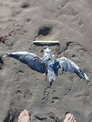 Chroicocephalus maculipennis