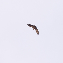 Gyps fulvus