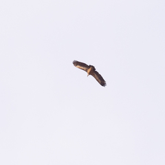 Gyps fulvus