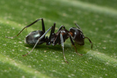 Iridomyrmex rufoniger