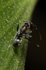 Iridomyrmex rufoniger