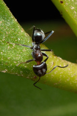 Iridomyrmex rufoniger