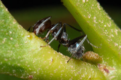 Iridomyrmex rufoniger