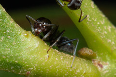 Iridomyrmex rufoniger