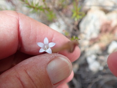 Prismatocarpus schlechteri