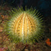Melon Sea Urchin - Photo (c) Sylvain Le Bris, some rights reserved (CC BY-NC), uploaded by Sylvain Le Bris