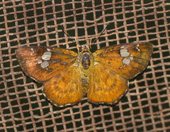 Pseudocoladenia dan fatih