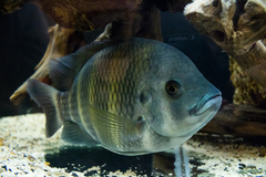 Heterotilapia buettikoferi