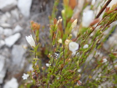 Prismatocarpus schlechteri