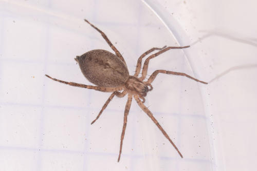 Representative image of Anyphaena alboirrorata