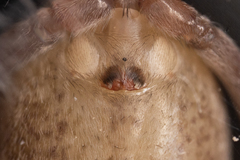 Anyphaena alboirrorata