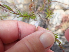 Prismatocarpus schlechteri