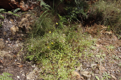 Image of Wild Cineraria (Cineraria saxifraga) by (c) Tony Rebelo, some rights reserved (CC BY-SA)