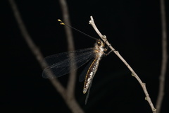 Suhpalacsa subtrahens