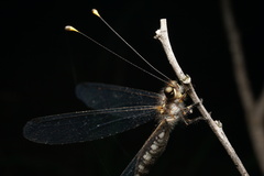 Suhpalacsa subtrahens