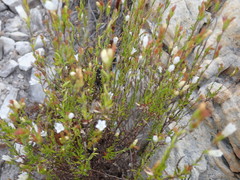 Prismatocarpus schlechteri