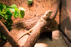 Pogona vitticeps