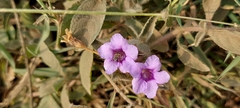 Strobilanthes urens