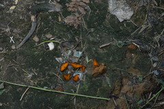 Pseudargynnis hegemone