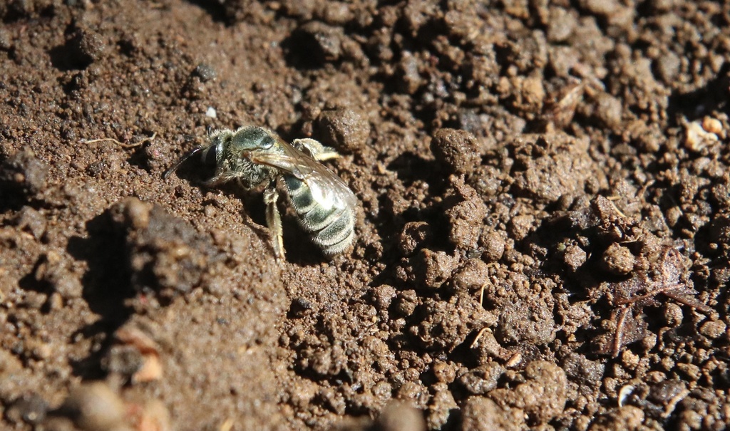 Chilean Banded-Sweat bee
