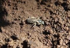 Pseudagapostemon citricornis