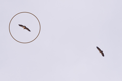 Gyps fulvus