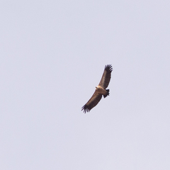 Gyps fulvus
