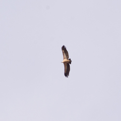 Gyps fulvus