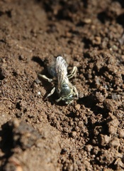Pseudagapostemon citricornis