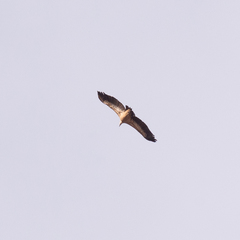 Gyps fulvus