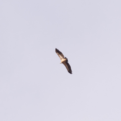 Gyps fulvus