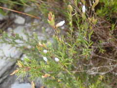 Prismatocarpus schlechteri