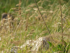 Andropogon distachyos