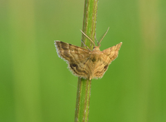Emmiltis pygmaearia