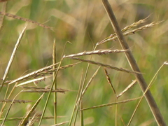 Andropogon distachyos