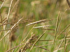 Andropogon distachyos