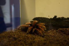 Brachypelma boehmei